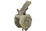 Sauropod (Camarasaurus) Caudal Vertebra - Absolutely Massive #209202-8